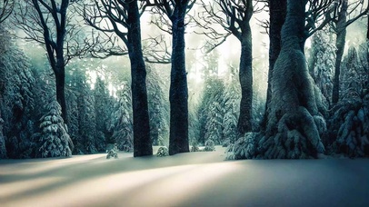 雪中森林