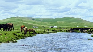 4k北方春天的美丽草原及骏马