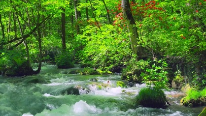 夏日护眼绿林流水