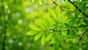 绿色护眼清新绿叶