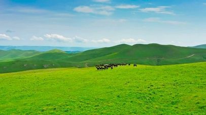 航拍高山草原马儿