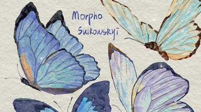 蝴蝶唯美桌面壁纸