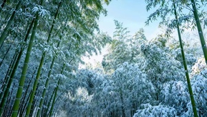 竹林雪景