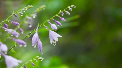 放松静心雨中小花