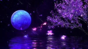 唯美流星蝴蝶