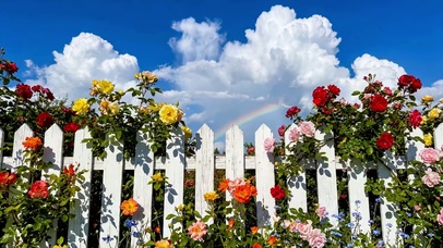 白栅栏上的玫瑰园