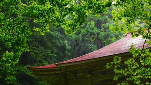 护眼清新绿叶雨景