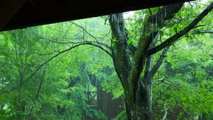 夏日屋外绿林大雨
