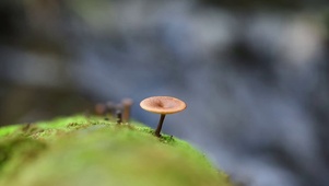 小蘑菇