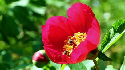 温馨鸳鸯采蜜4K