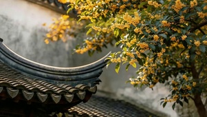 秋天桂花飘香