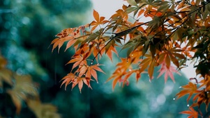 清新枫叶雨景