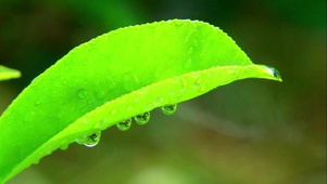 4K唯美茶叶露珠