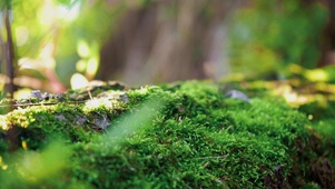 森林可爱苔藓