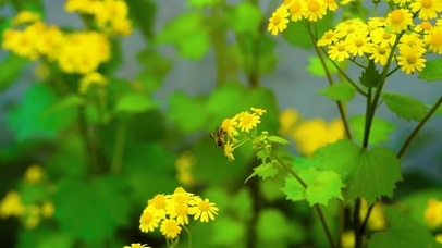 护眼雏菊