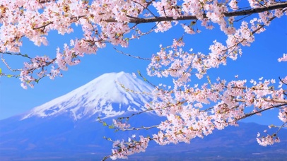 樱花雪山 