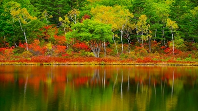 清新红叶树林镜湖