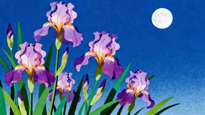 月夜 鸢尾