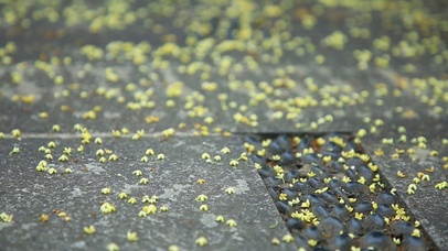 桂花花香满地