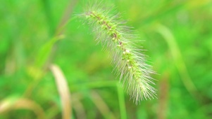 护眼狗尾巴草