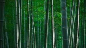 幽静的竹林绿叶