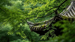 亭檐松针树