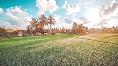 阳光清新热带稻田