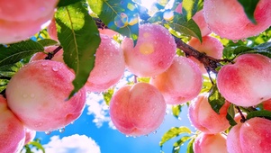 水蜜桃
