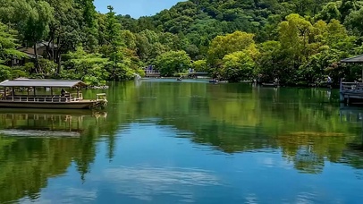 护眼绿景树木带鱼屏