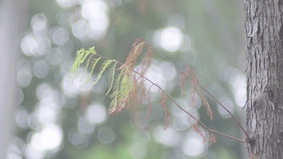 4k唯美春天鲜嫩的松树枝芽