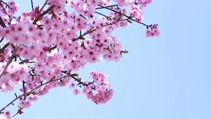 4K唯美桃花碧空