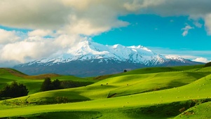 雪山草地牛羊