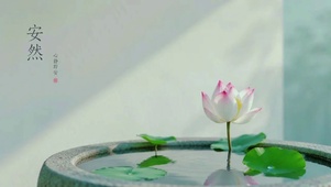 荷花安然