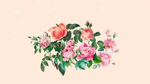 玫瑰花