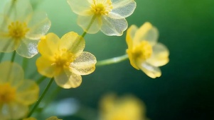 护眼花草带鱼屏
