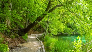 树林湖边小路