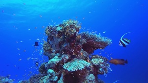 深海珊瑚鱼