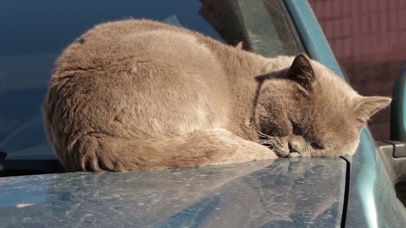 睡懒觉的小蓝猫
