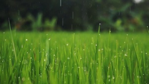 清明节雨荡蒙