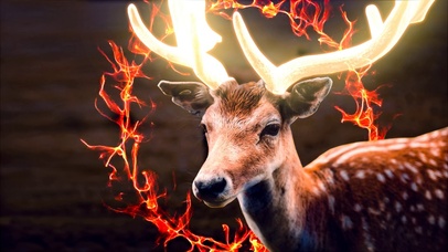 谁家的小鹿真TMD牛逼