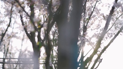 春天春日阳光下灿烂樱花