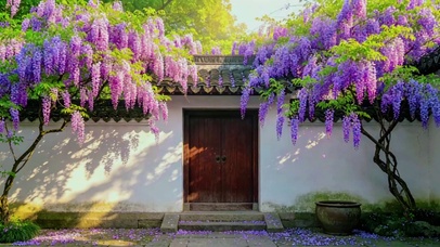 紫藤小院