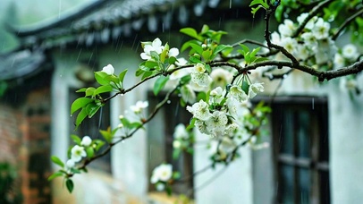 治愈梨花小雨4K