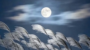 夜景草地带鱼屏
