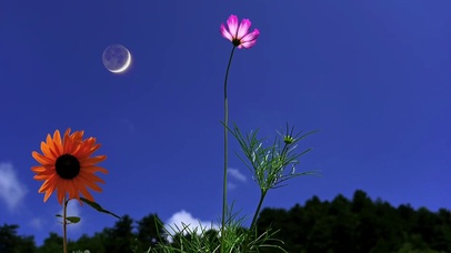 摇曳的小花