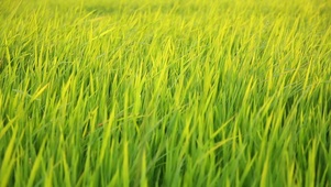 稻田微风吹拂