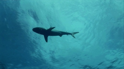 海底小鲨鱼