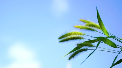 4K唯美夏日阳光狗尾草