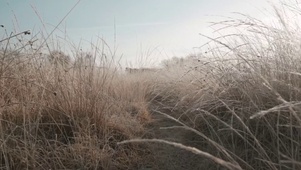 荒野小路