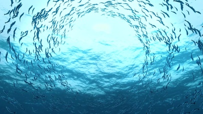 清凉海洋鱼群旋窝